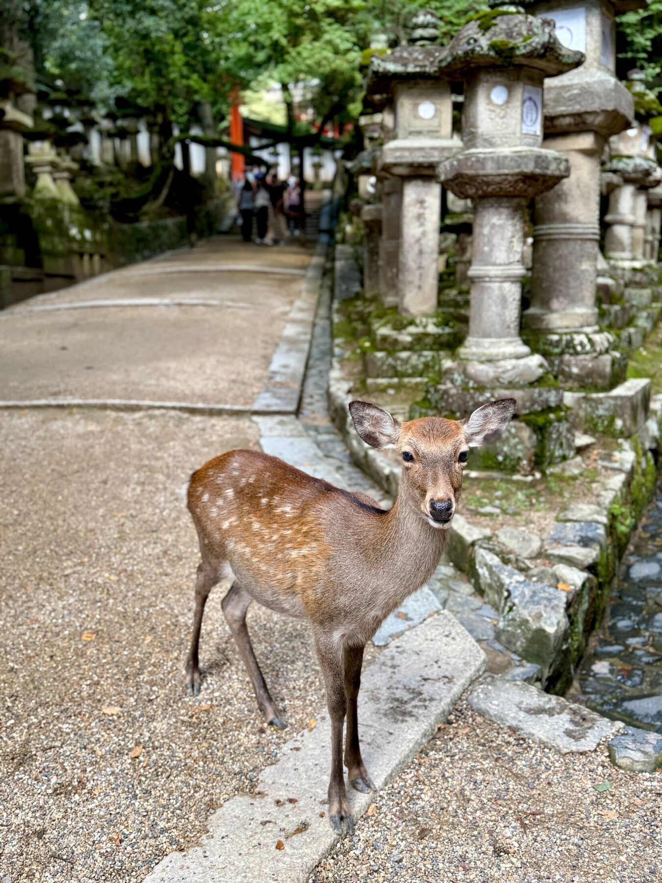 A young deer standing beside moss-covered stone lanterns in Nara